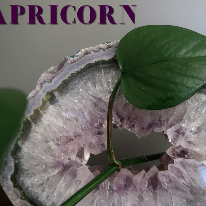 capricorn amethyst geode and plant