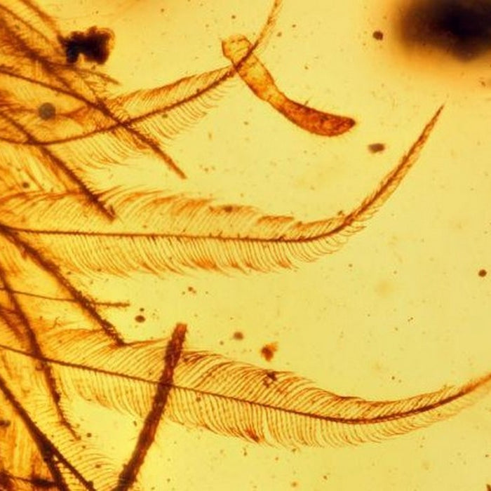 Dinosaur Feathers Discovered in Amber!