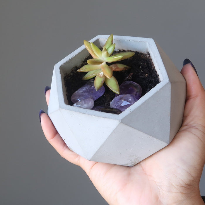 hand holding up a potted plant with amethyst stones in the soil