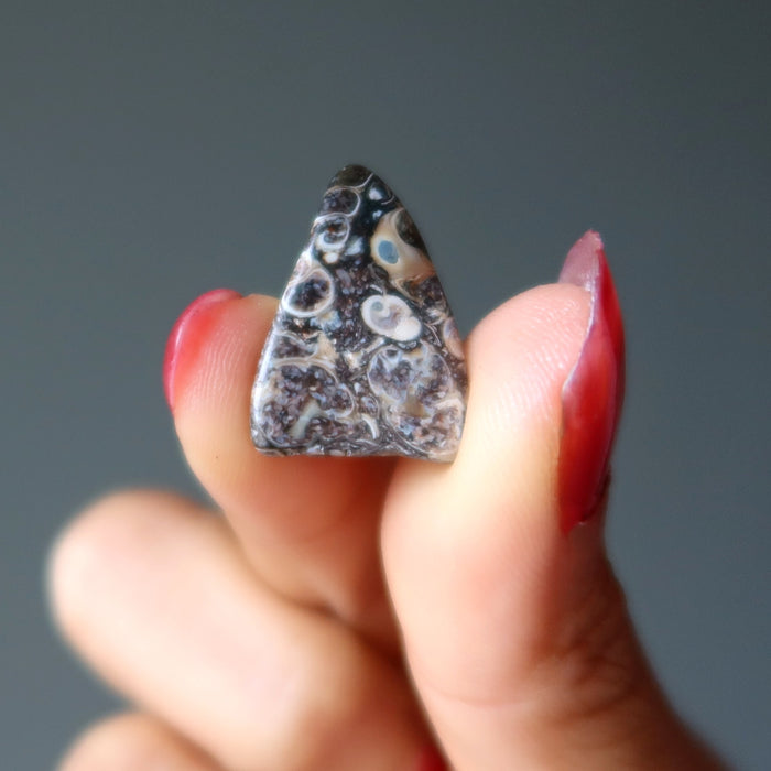 Turritella Agate Tumbled Stone Fossilized Crystal