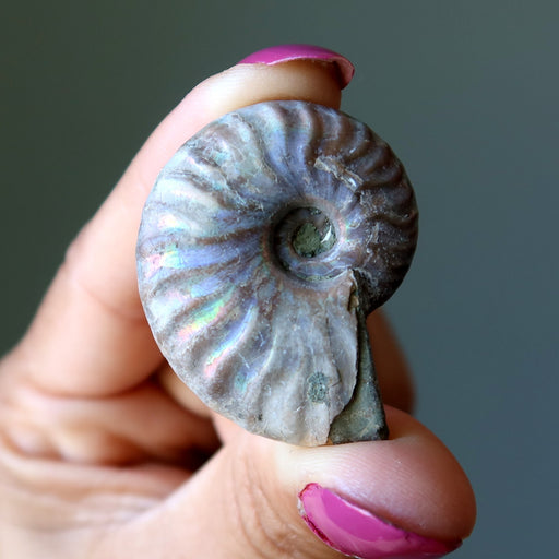 opal ammonite fossil