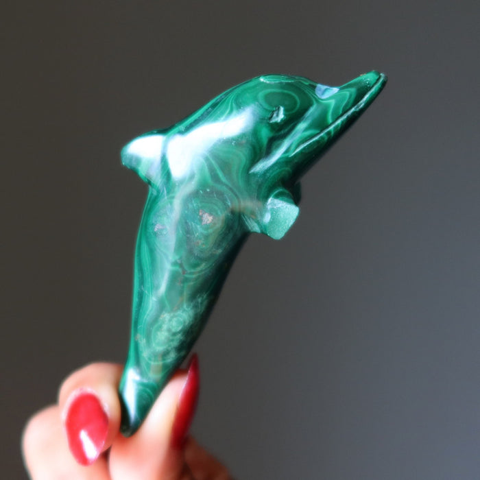 malachite dolphin