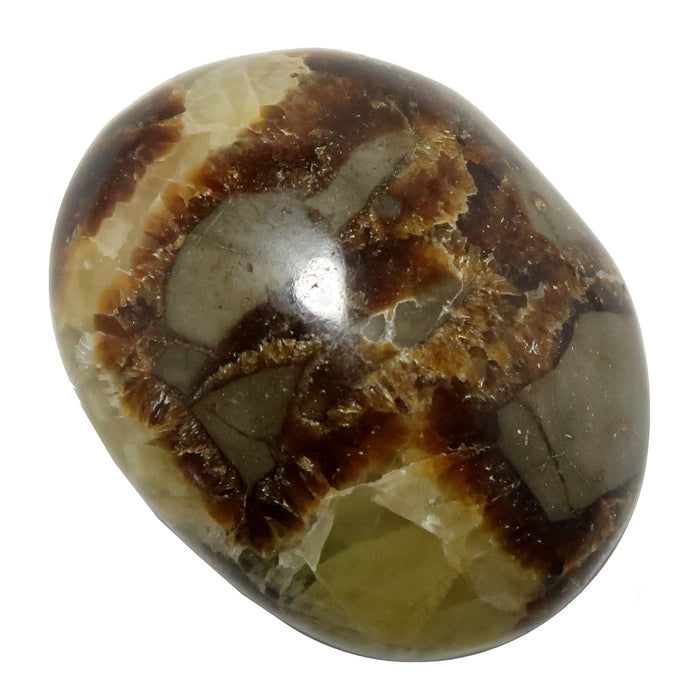 Septarian Palm Stone Sunny Kingdom Dragon Key Crystal