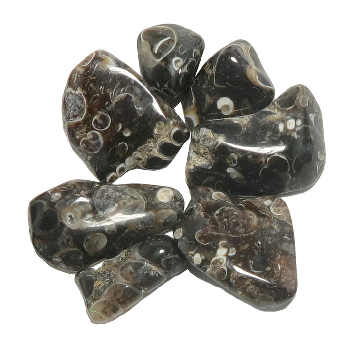 7 turritella Agate Tumbled Stones