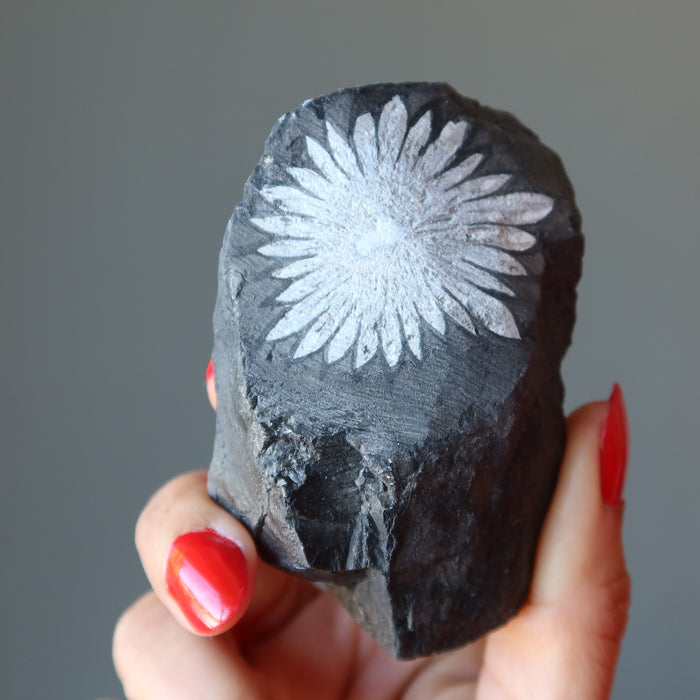 Chrysanthemum Stone Raw Crystal Timeless Chinese Flower