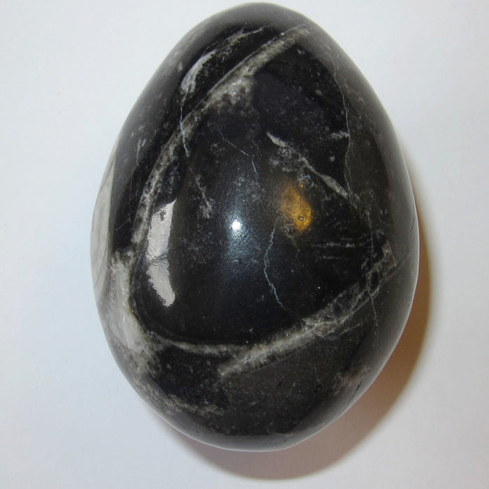 Orthoceras Fossil Egg Timeless Healing Stone Sea Shell Treasure