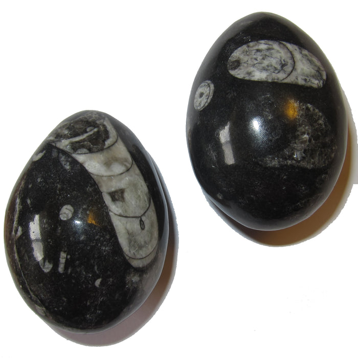 Orthoceras Fossil Egg Timeless Healing Stone Sea Shell Treasure