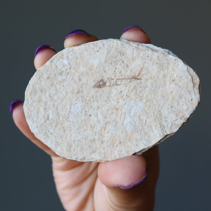 Fish Fossil Raw Crystal Set Slice of History Plate Herring Bones