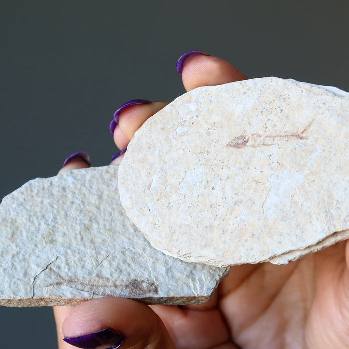 Fish Fossil Raw Crystal Set Slice of History Plate Herring Bones
