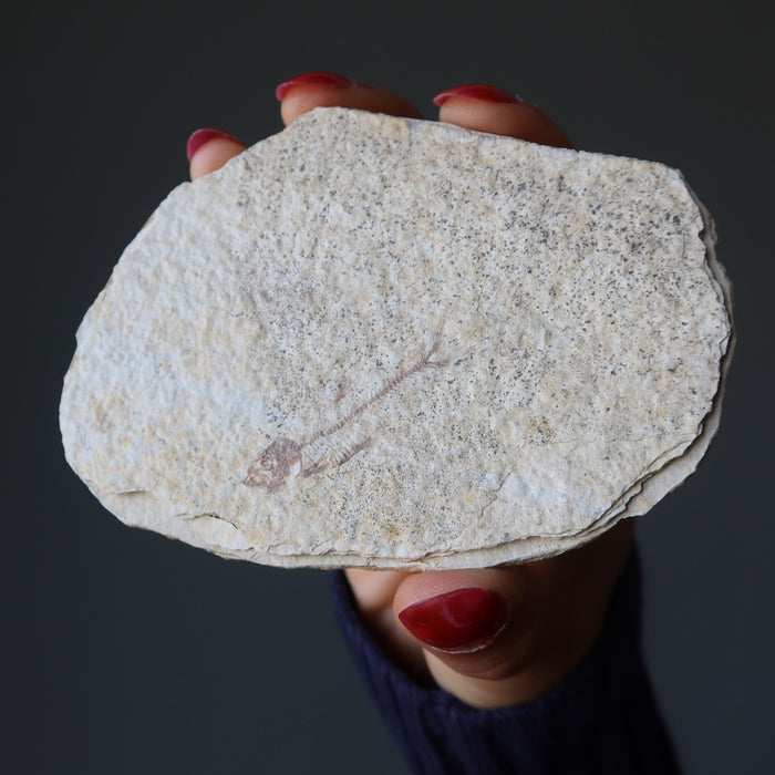 Fish Fossil Raw Moment in Time 50 Million Year Herring