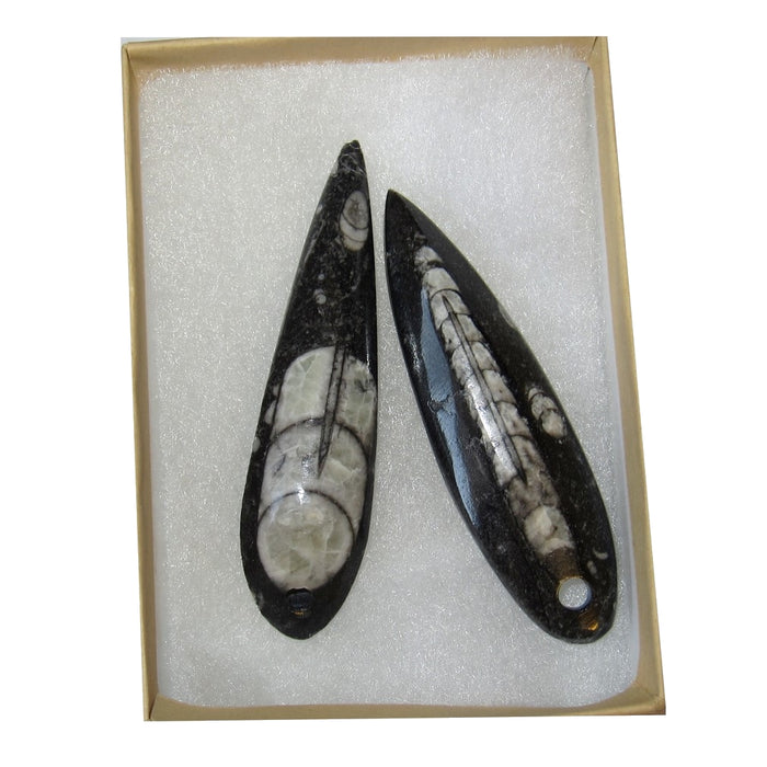 Fossil Amulet Pair of Mini Wand Pendants for Past Life Journeys