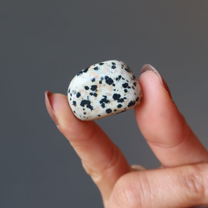 hand holding one dalmatian jasper stone
