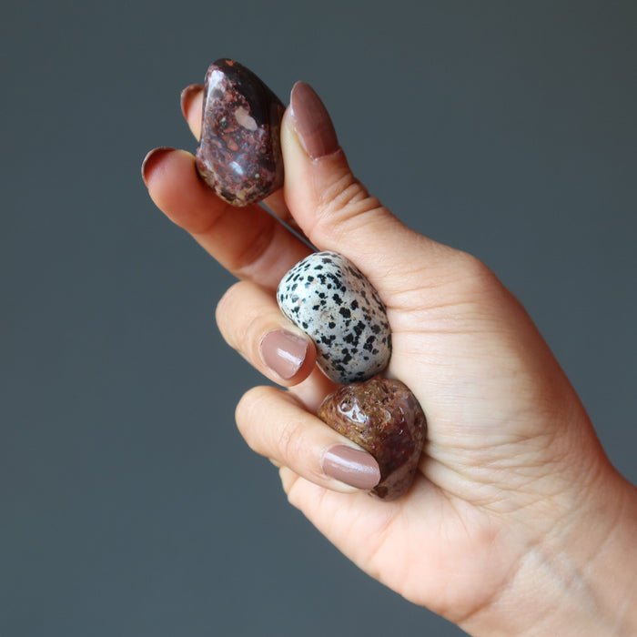 hand holding 2 leopard and 1 dalmatian jasper stone