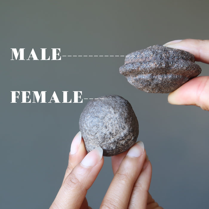 showing the difference between a male and a female moqui marble