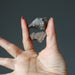 hand holding pair of nwa meteorites