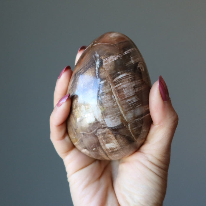 Petrified Wood Egg Timeless Strength Healing Crystal