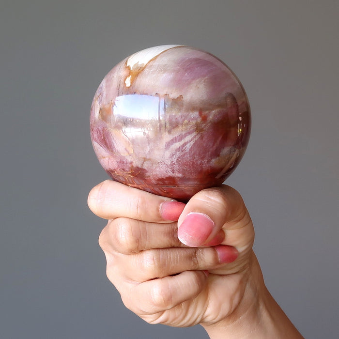 hand holding petrified wood sphere