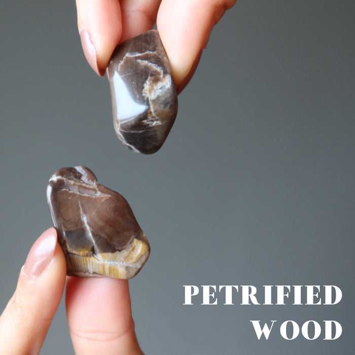 hands holding brown petrified wood tumbled stones