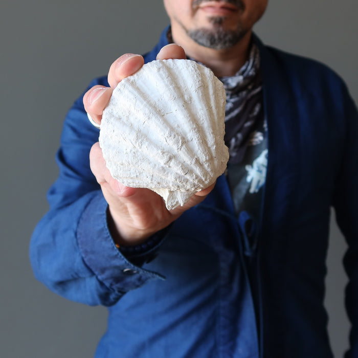 holding clam fossil 