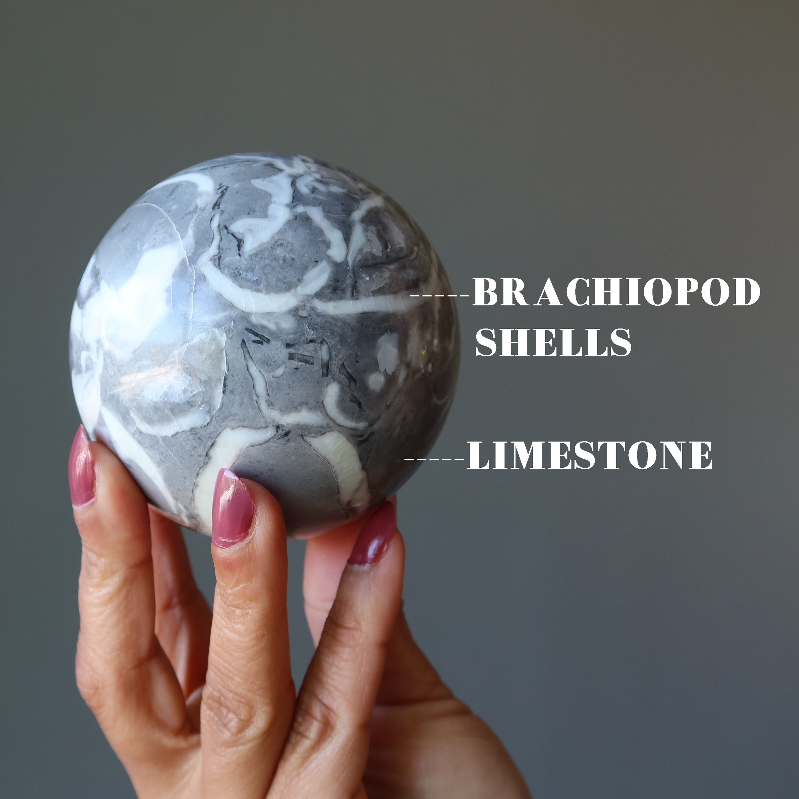 Brachiopod Fossil Sphere Limestone Crystal Ball — Satin Crystals