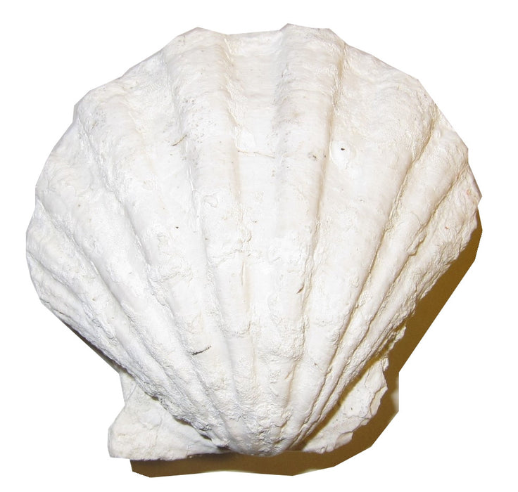  ancient cream-white color clam fossil from Zebegeny, Hungary