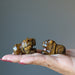 two Tigers Eye Tiger on the palm